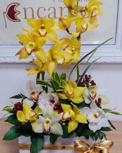 ORQUIDEAS CHIC
